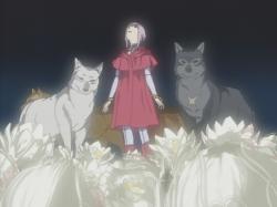   [] / Wolf's Rain TV