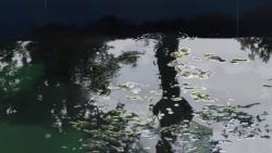 Сад слов / The Garden of Words