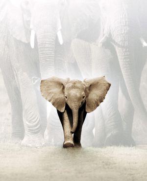 История слона (2000, постер фильма)