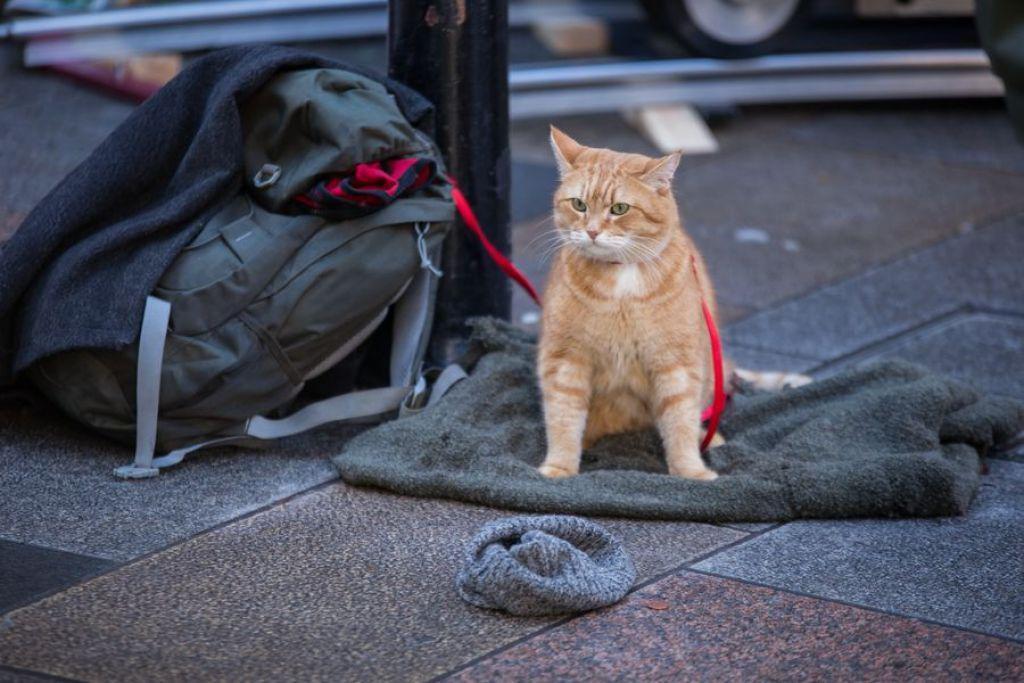 Рождество кота боба
