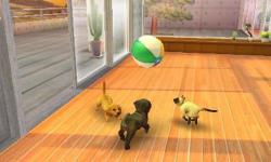    Nintendogs + Cats: French Bulldog & New Friends